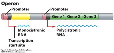 Operon structure: monocistronic vs polycistronic RNA