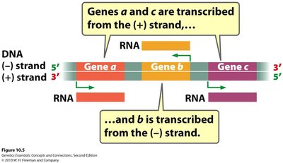 Genes transcribed from different DNA strands