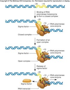 RNA polymerase binding and promoter recognition