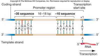 Consensus promoter sequence