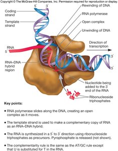 RNA polymerase elongation mechanism