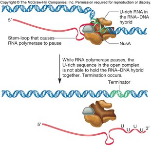 Intrinsic (Rho-independent) transcription termination