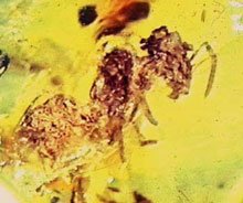 Bacterial endospore in amber