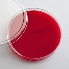 Blood agar plate