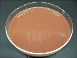 Chocolate agar plate