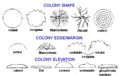 Colony shape, edge, and elevation