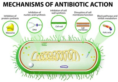 Mechanisms of antibiotic action