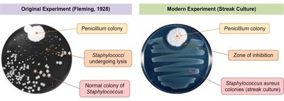 Fleming's original experiment and modern streak culture showing zone of inhibition