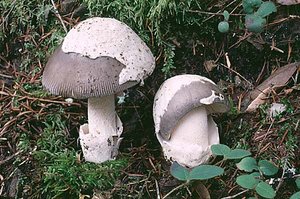 Edible mushrooms