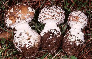 Amanita pantherina, a toxic mushroom
