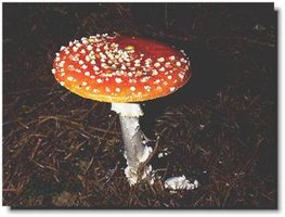 Amanita muscaria, a hallucinogenic mushroom