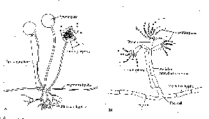 Diagram of fungal hyphae and reproductive structures