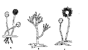 Diagram of Rhizopus and other fungal reproductive structures