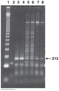DNA gel showing sequence identity among samples
