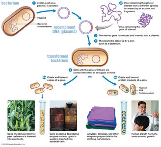 Overview of recombinant DNA technology and its applications