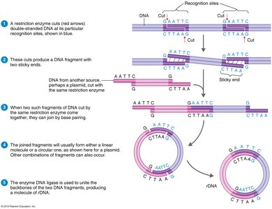 Restriction enzyme action and recombinant DNA formation