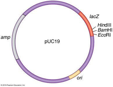 Map of plasmid pUC19 showing key features