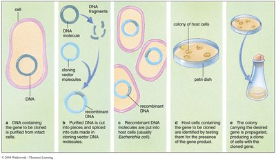 Steps in gene cloning using recombinant DNA