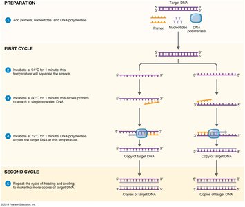 PCR cycle steps and amplification