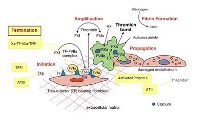 Cell-based model of coagulation