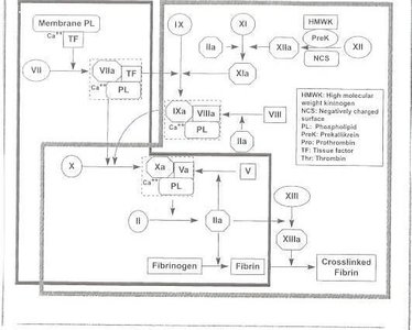 Coagulation cascade diagram