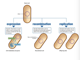 Diagram showing expression, recombination, and replication in a bacterial cell