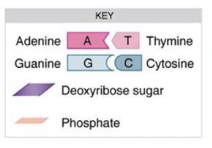 Key for DNA base pairing and structure