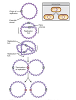 Diagram of bidirectional DNA replication in a circular bacterial chromosome