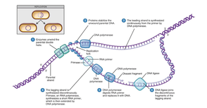 Detailed diagram of DNA replication, showing enzymes and Okazaki fragments