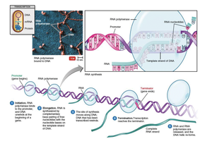 Diagram of transcription, showing RNA polymerase, promoter, and mRNA synthesis