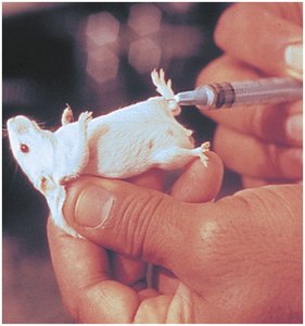 Mouse bioassay for botulism diagnosis