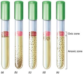 Growth patterns of bacteria in thioglycolate medium showing oxygen requirements