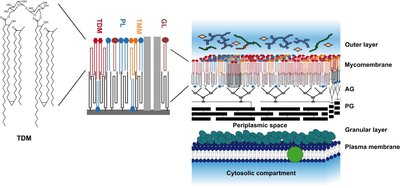 Structure of mycomembrane in Mycobacterium tuberculosis