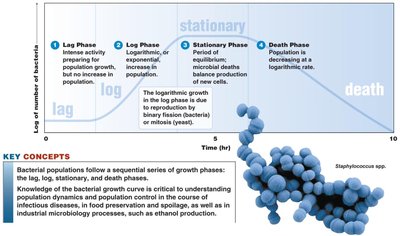 Bacterial growth curve showing lag, log, stationary, and death phases