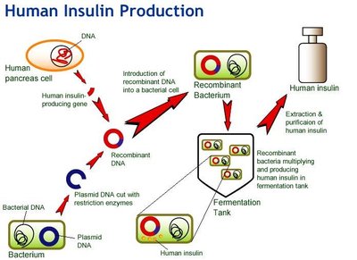 Human insulin production using recombinant DNA technology