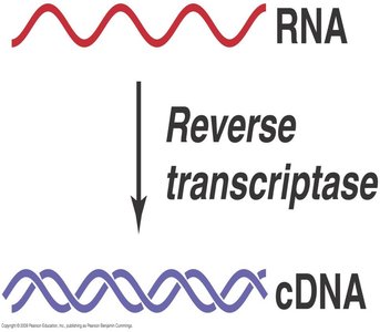 Reverse transcriptase converts RNA to cDNA