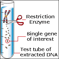 Restriction enzyme cutting DNA