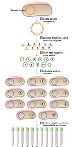Production of a gene library