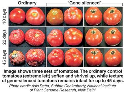 Comparison of ordinary and gene-silenced tomatoes over time