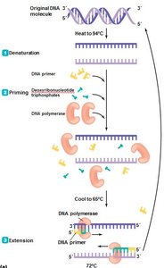PCR steps: denaturation, priming, extension