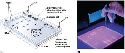 Gel electrophoresis setup and results