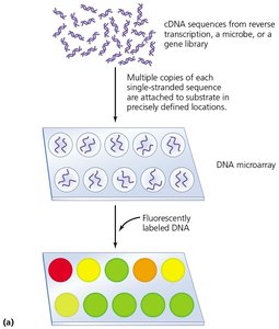 DNA microarray process