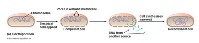 Artificial methods of inserting DNA into cells