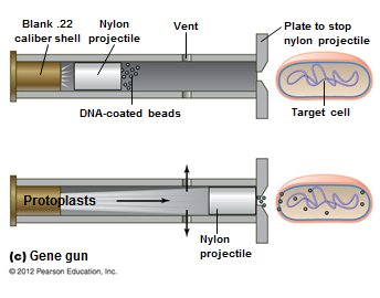 Gene gun method for DNA insertion