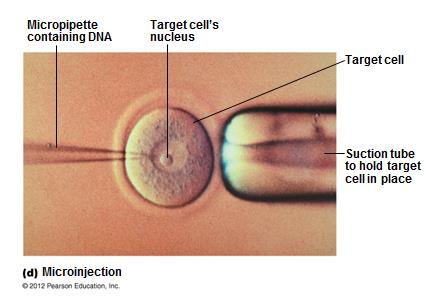 Microinjection method for DNA insertion