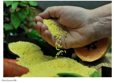 Golden Rice grains