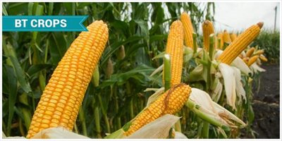 Bt corn resistant to corn borer