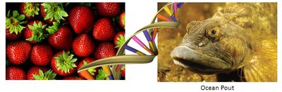 Freeze-resistant strawberries and ocean pout DNA