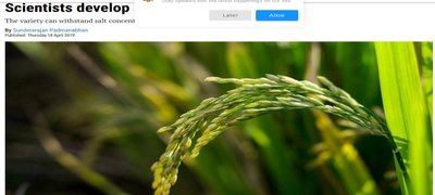 Salt-tolerant rice variety