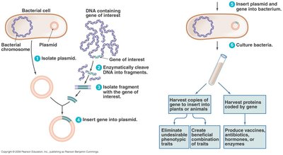 Overview of recombinant DNA technology steps